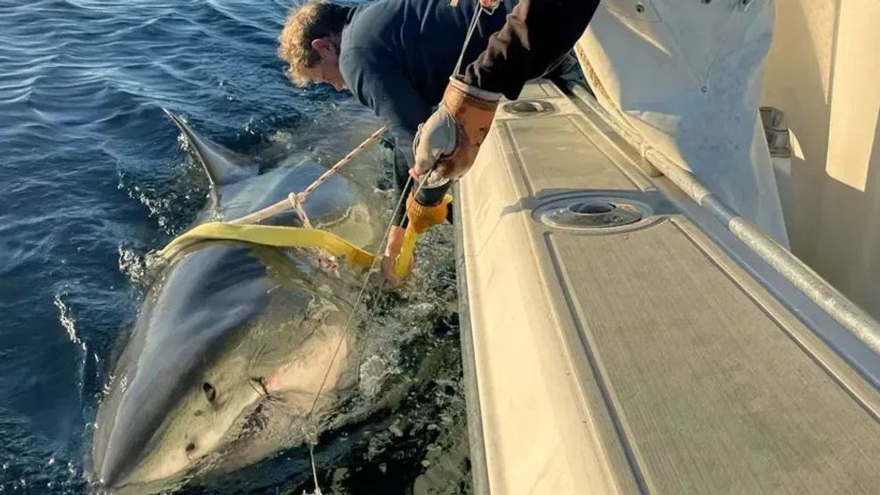 The Giant of the Atlantic: Contender the Great White Shark Spotted Near Nantucket